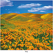 Scenic Seasons Wall Calendar DWM1025